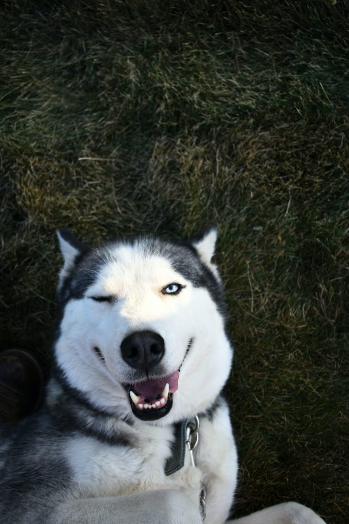 husky đẹp rẻ, cách chăm husky, thức ăn husky, husky đà nẵng, huskyngáo