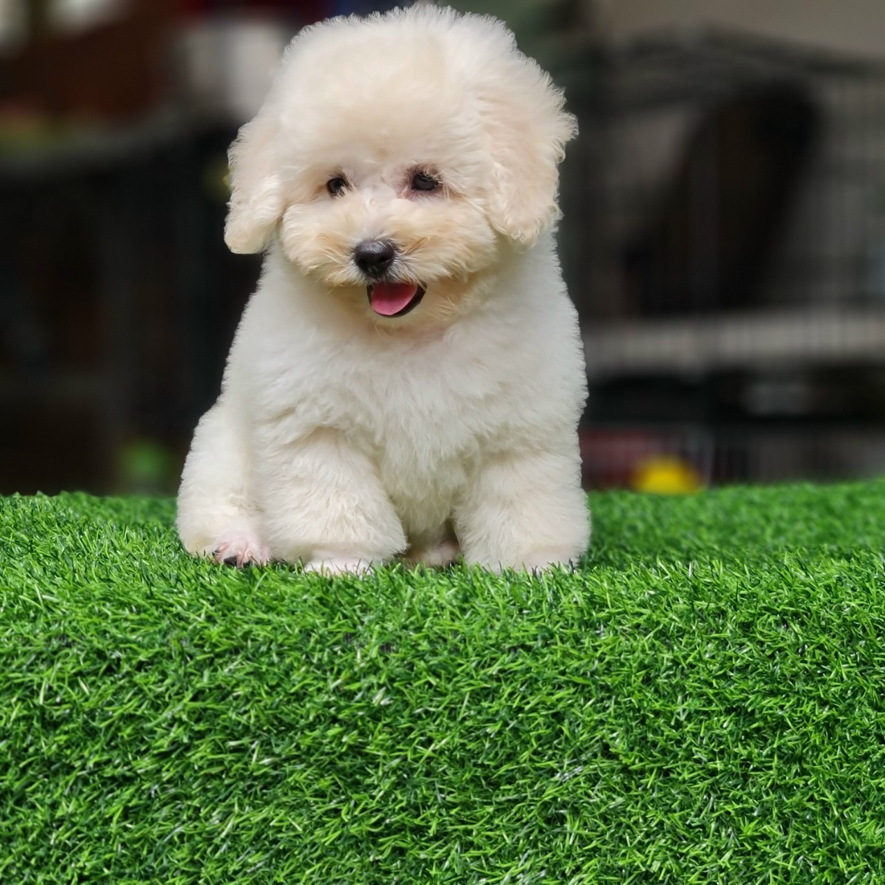 Poodle Trắng Tiny - Chó Cảnh Đà Nẵng - Chó Cảnh Hội An - Poodle Đà Nẵng